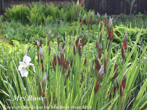 Mrs Rowe in bud 6.5 (0)